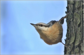 <p>BRHLÍK LESNÍ (Sitta europaea) /Eurasian nuthatch - Kleiber/</p>